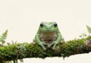 Kurbağa ve Semenderlerde Chytridiomikoz Nedir?